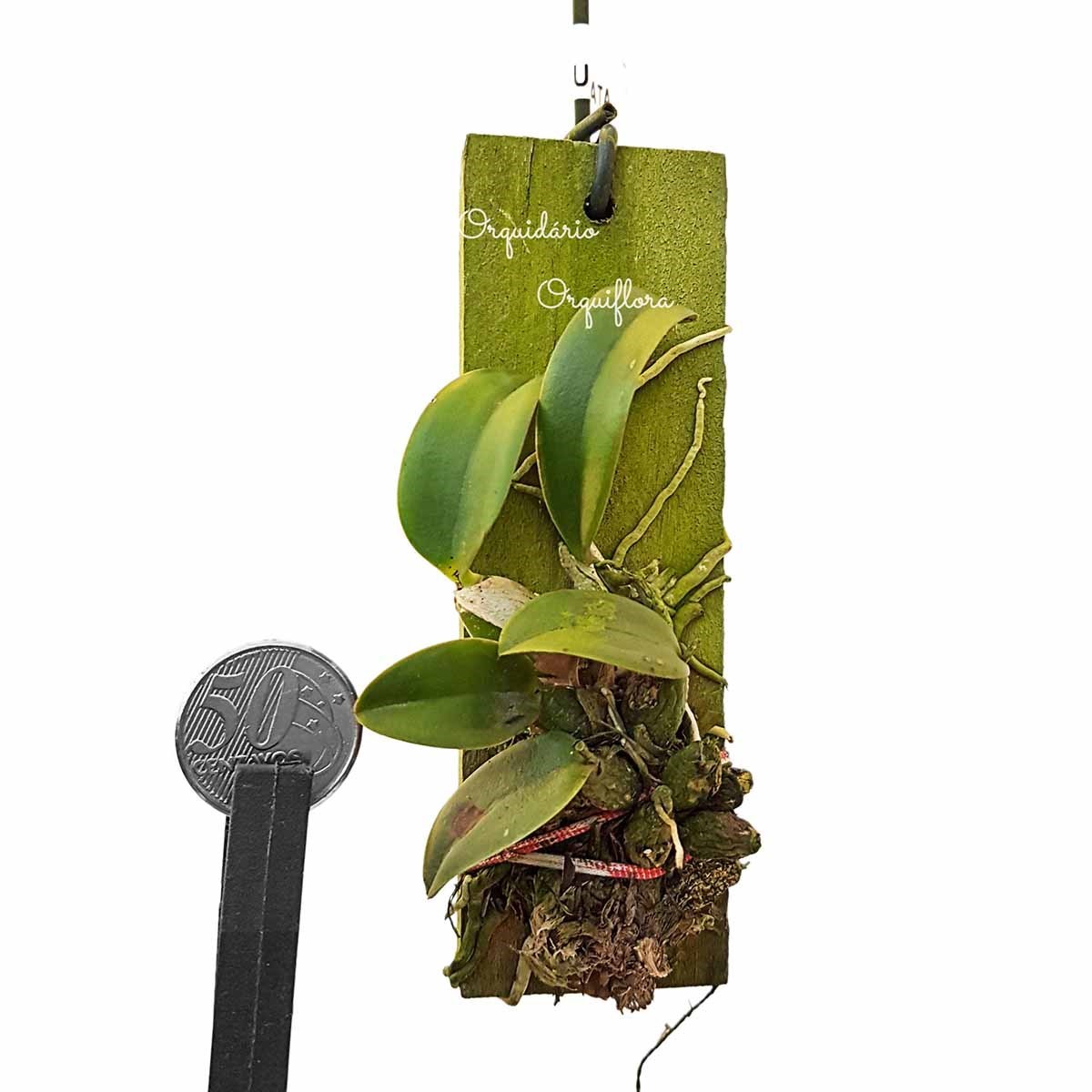 Mini Orquídea Sophronitis brevipedunculata Planta Adulta