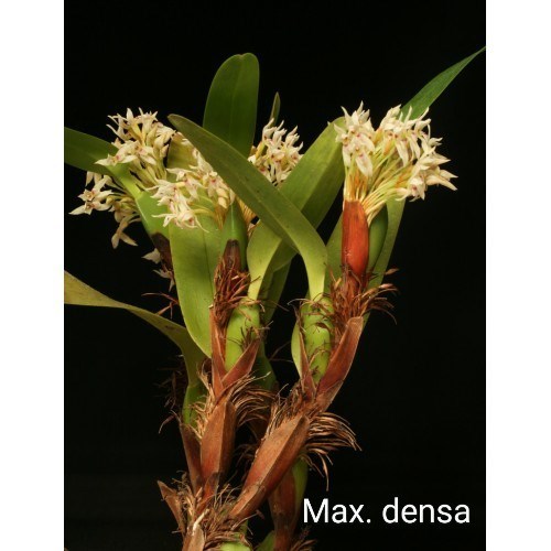 Orquídea Kit Especial de Maxillaria 