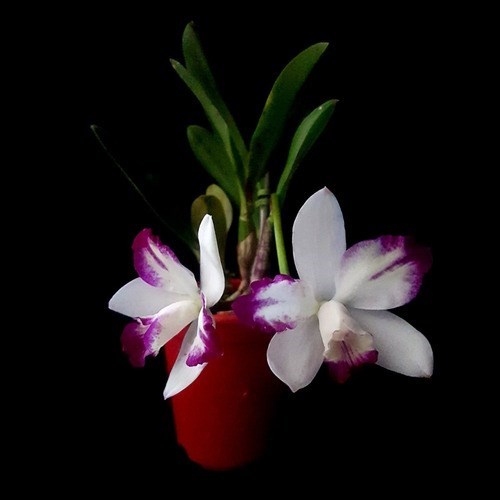 Orquídea Lc Haw Angel Small Beauty ! Planta Adulta Com Vaso
