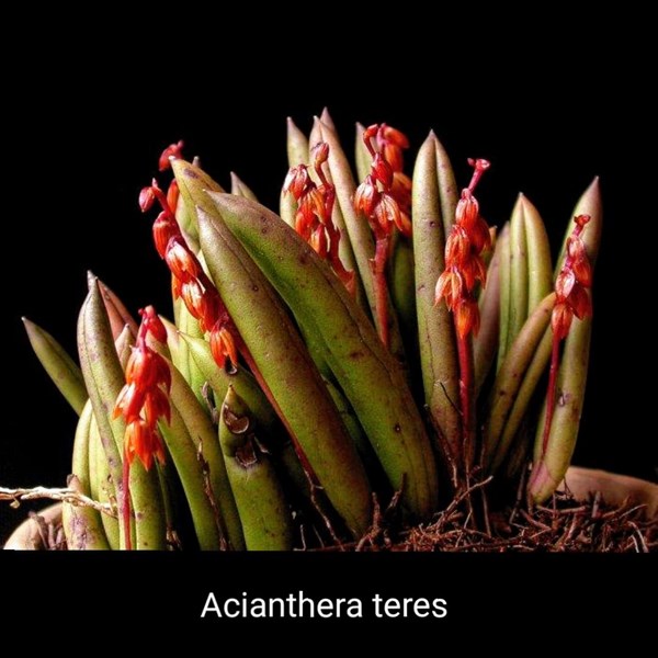 Micro Orquídea Acianthera teres (=Pleurothallis teres) - 