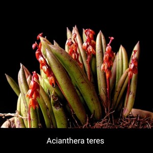 Micro Orquídea Acianthera teres (=Pleurothallis teres) - "Orquídea Suculenta"