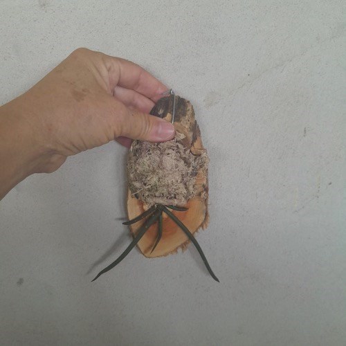 Paraphalaenopsis labukensis