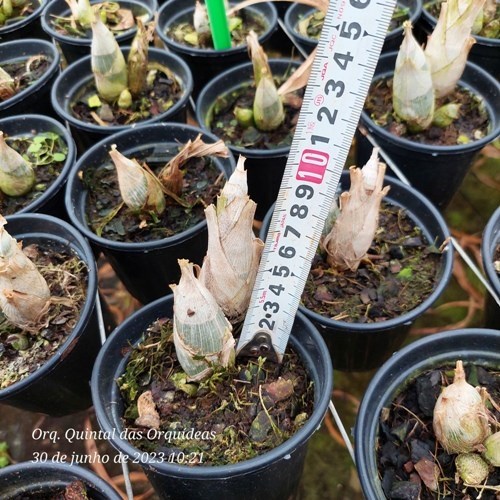 Fredclarkeara Gemstones - Adulto