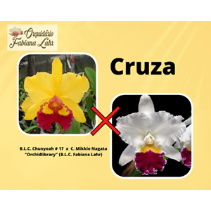 Orquidea B.L.C Chunyeah #17 x C. Mikkie Nagata “Orchidlibrary” (Fabiana Lahr) (jovem)