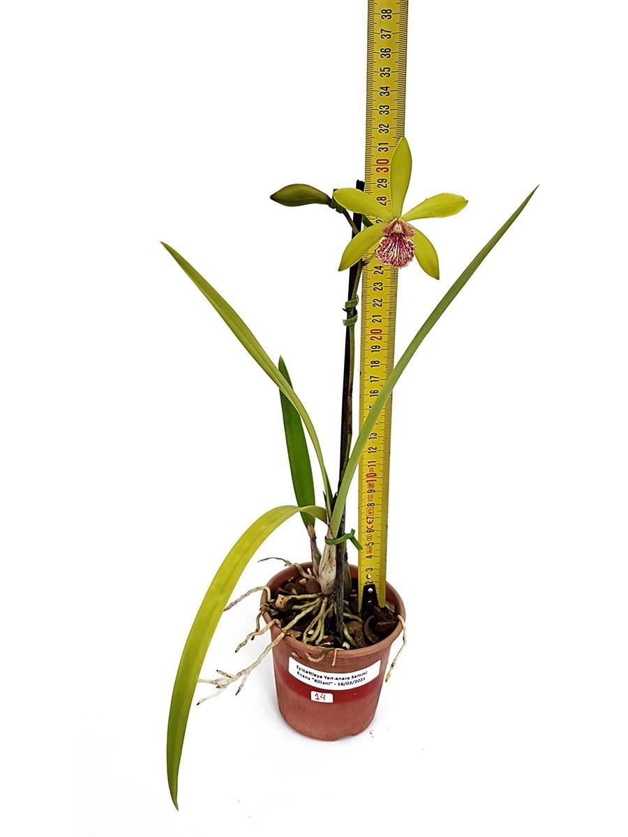 Orquídea Epicattleya Yamanara Planta Adulta