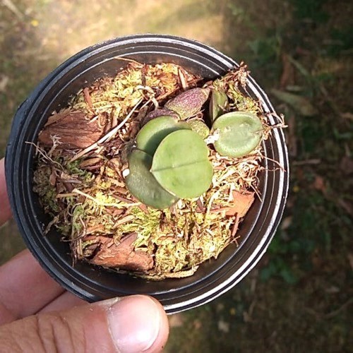 Sophronitis wittigiana