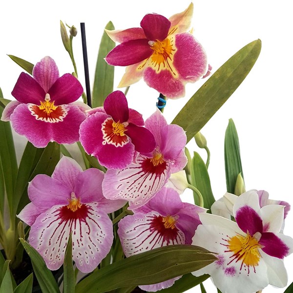 Orquídeas Mudas Adultas! Miltonia Colômbianas Kit 4 Plantas! - Orquiloja
