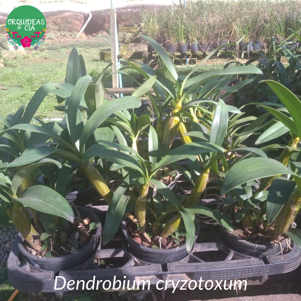 Orquídea Dendrobium chrysotoxum