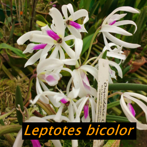 Orquídea Leptotes bicolor