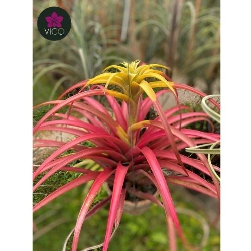 Tillandsia Captata "Maroon"