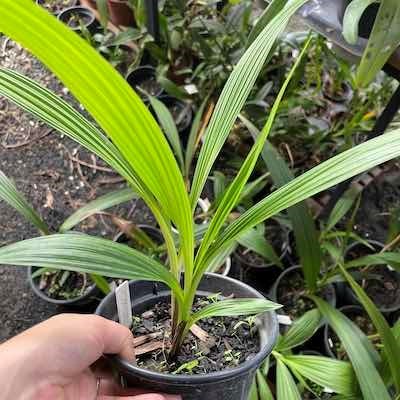 Spathoglottis plicata (Spatoglotis / Grapete) cheiro de uva