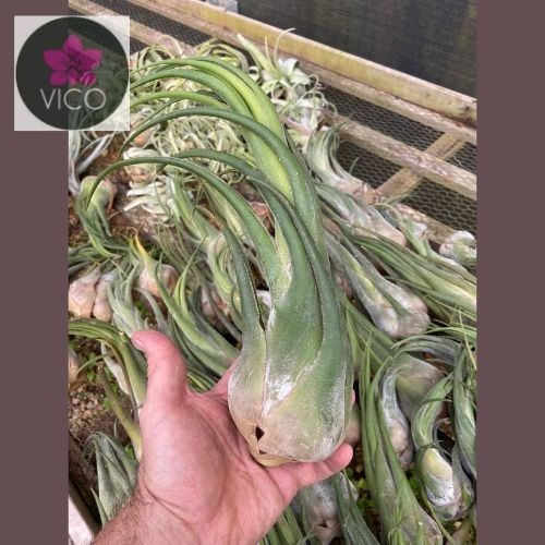 Tillandsia seleriana