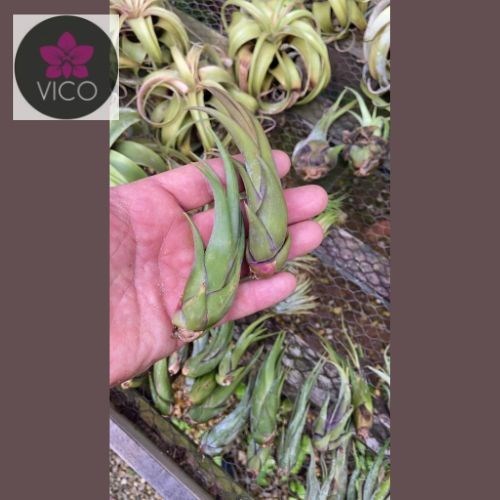 Tillandsia circinata