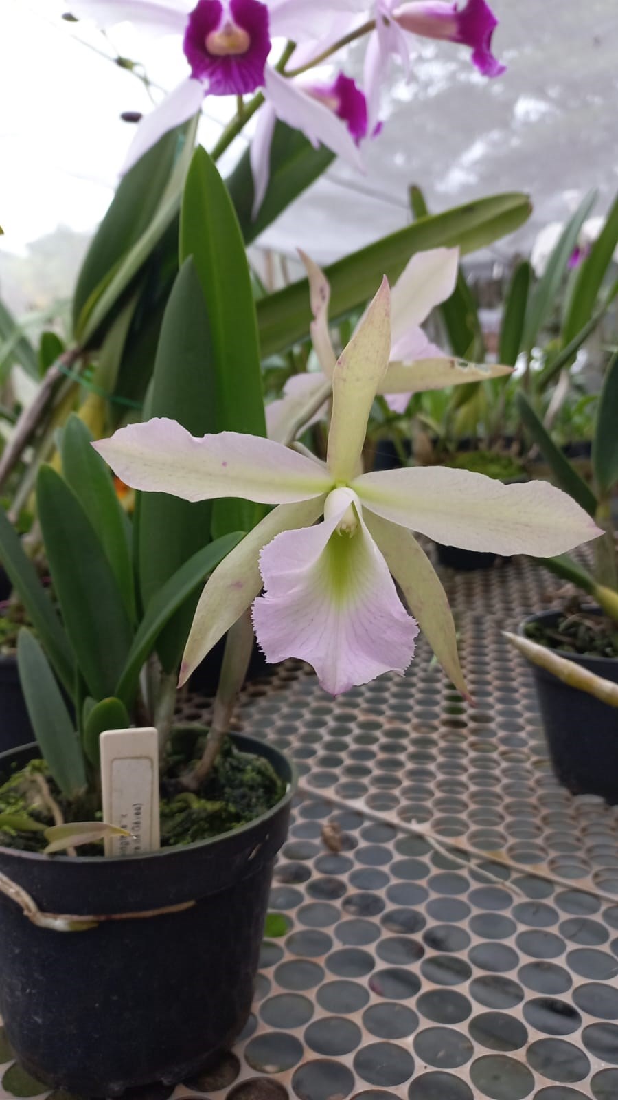 Orquídea Blc. Jimminy Cricket orchidglade  x (C. Pão de açúcar x C. Pedra da Gávea)