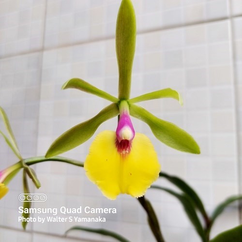 Epicattleya Rene Marques - Adulto