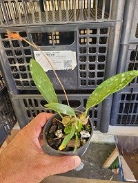 Bifrenaria aureofluva escura riscada