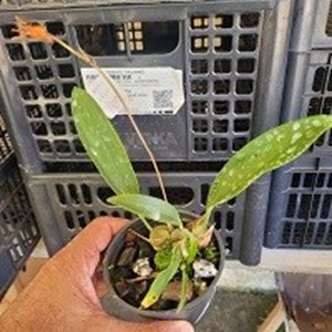 Bifrenaria aureofluva escura riscada