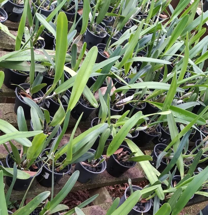 Laelia purpurata (aço x werkauserii)