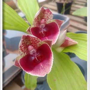 Orquídea Catasetum (João Estivalli Vermelho x Pileatum Manchado)