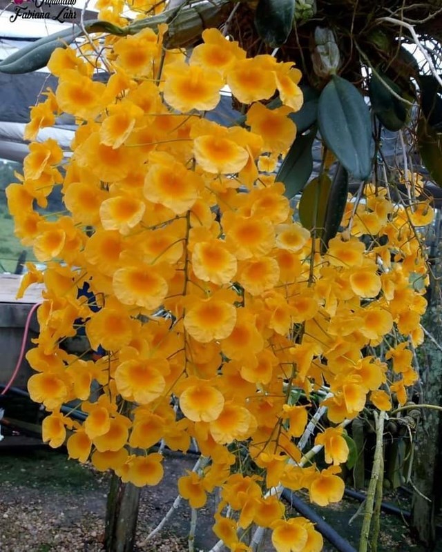Dendrobium Agregatum