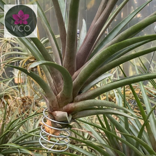 Tillandsia boliviana