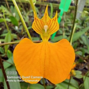 Comparettia speciosa - Adulto - Leque