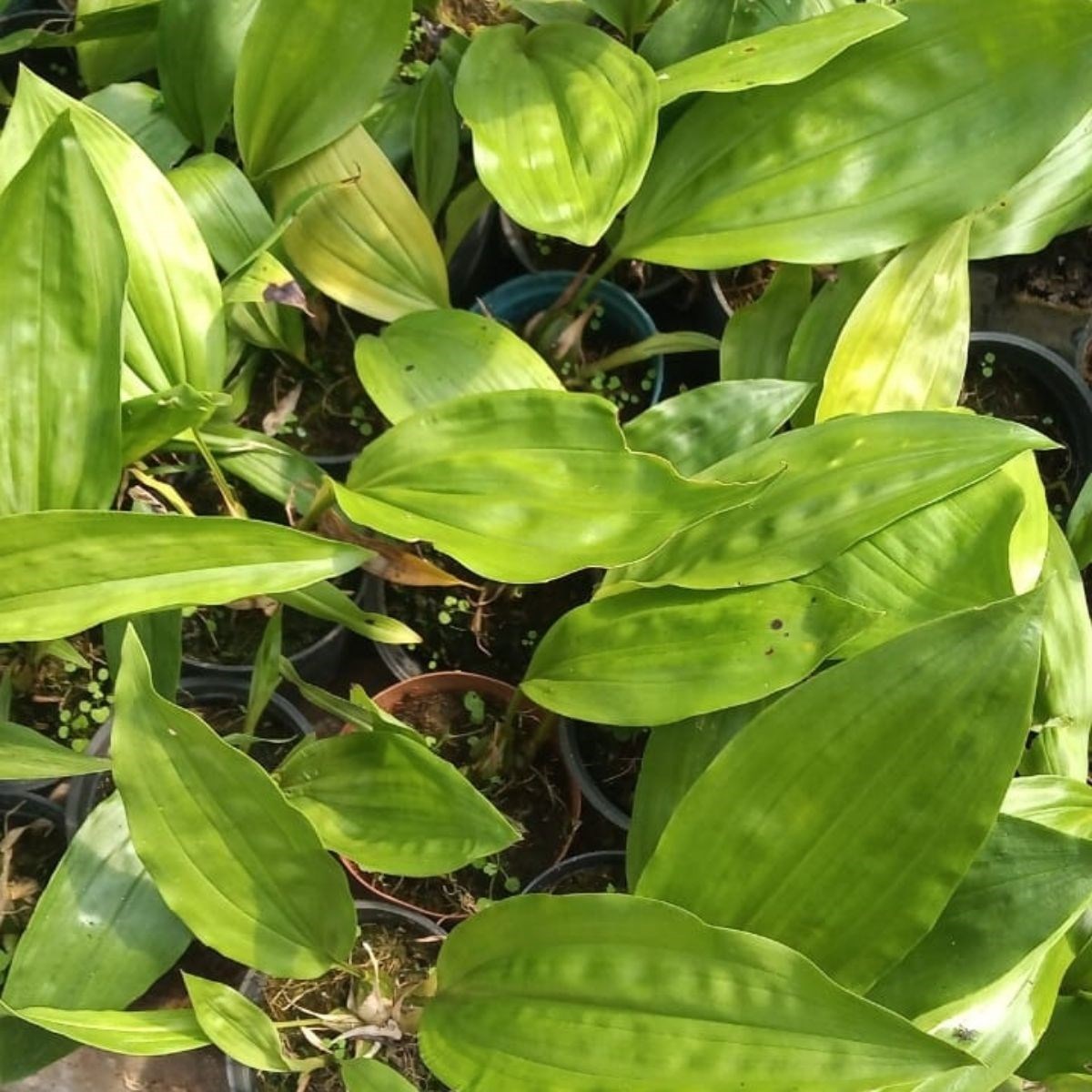 Orquídea Stanhopea tigrina muda pequena (orquídea passarinho)
