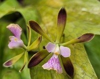 Kit com 04 Encyclia especiais