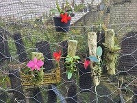 Kit com 04 especies de Sophronitis