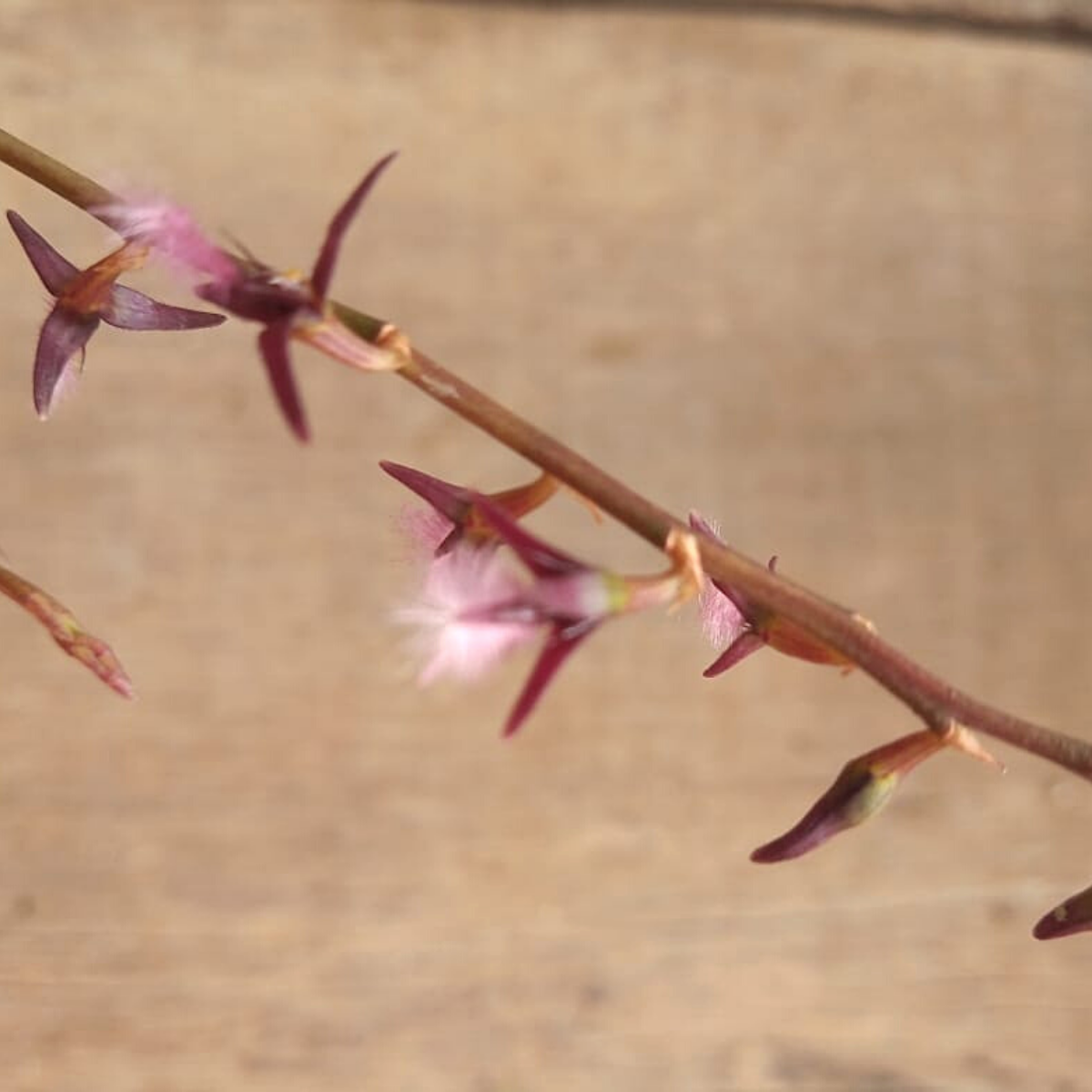 Orquídea Bulbophyllum miniatum