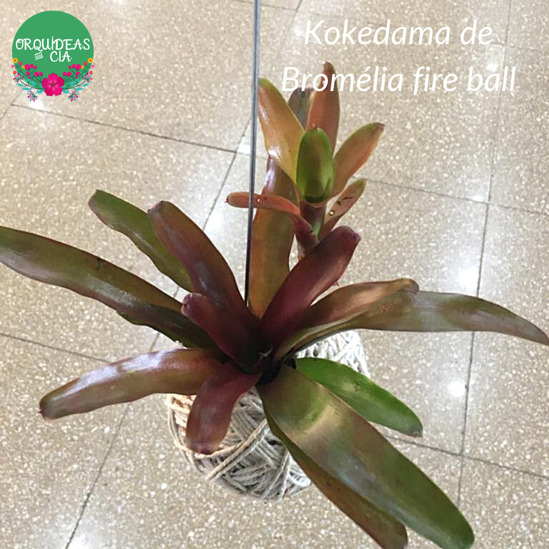 Kokedama de Bromélia fire ball