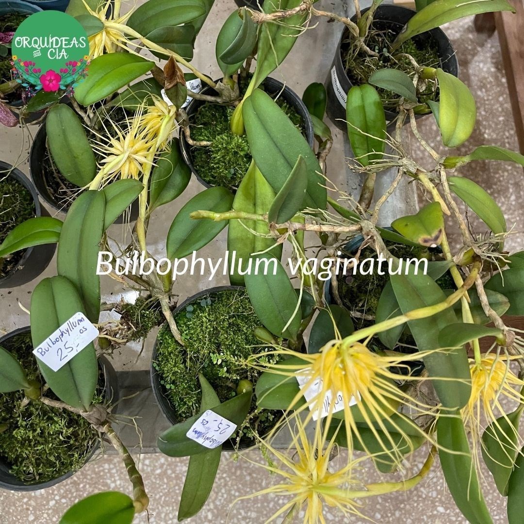 Orquídea Bulbophyllum vaginatum