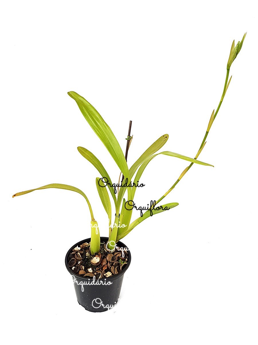 Orquídea Miltassia Dark Star ! Planta Adulta !