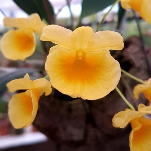Orquídea Dendrobium agregatum  Plantas Adultas Amarelo Ouro!