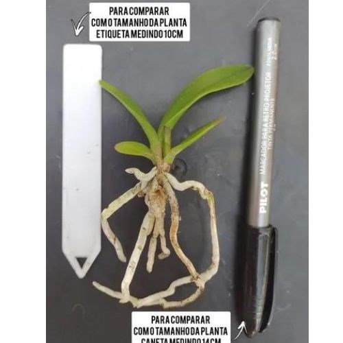 Kit com 10 Mudas De Orquídea Para Replantar