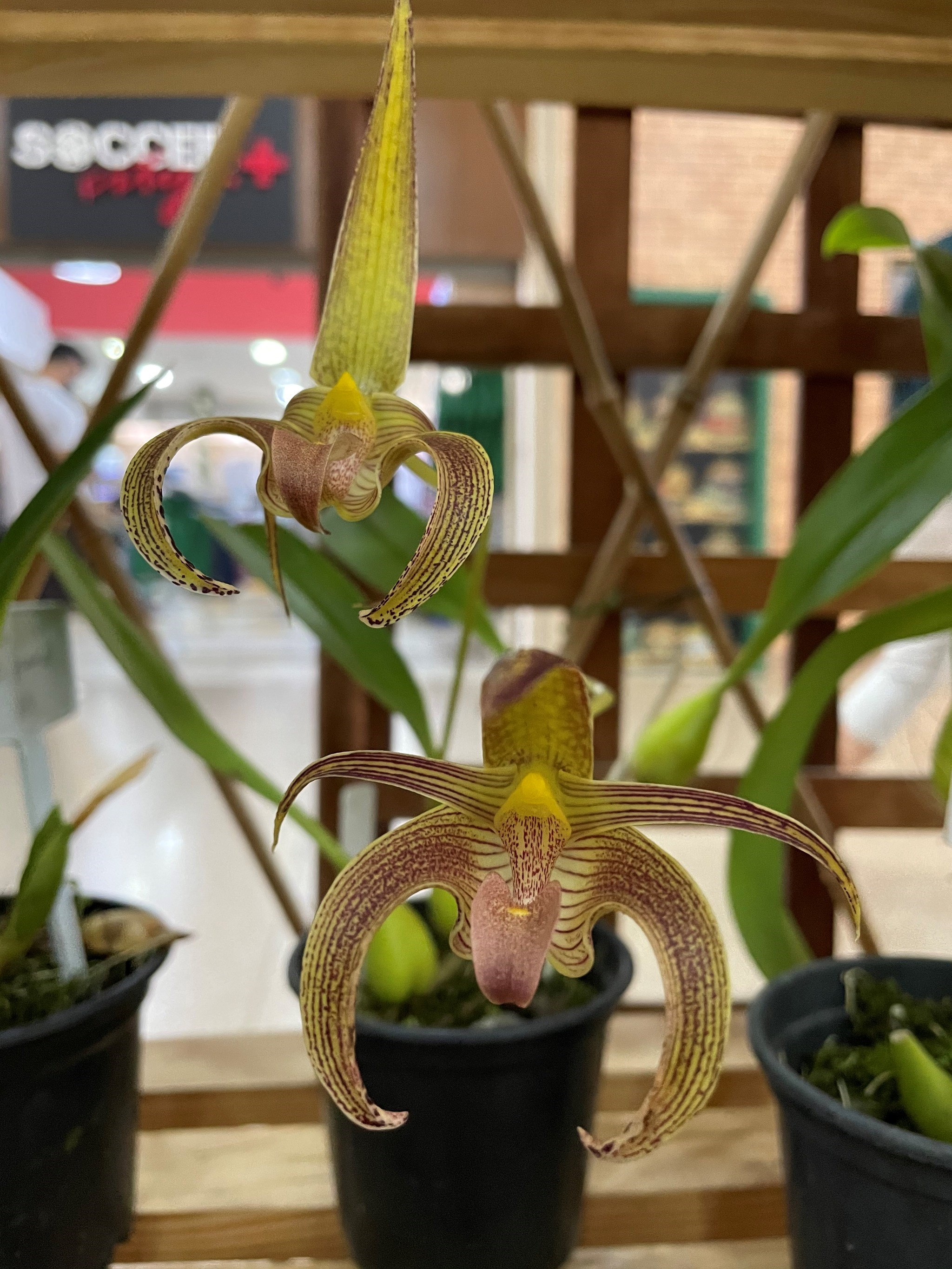 Orquídea Bulbophyllum lobby