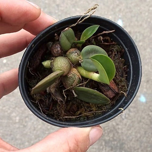 Sophronitis wittigiana