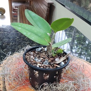 Cattleya Amethystoglossa Áurea "Marechal Floriano" x Áurea "Camaleão"