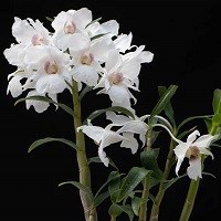 Dendrobium sanderae