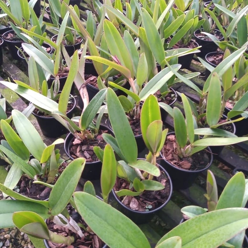 Orquídea Cattleya Portia tipo