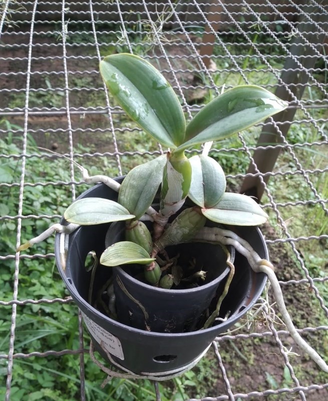 Cattleya nobilior (Rafaela X três Irmaos)