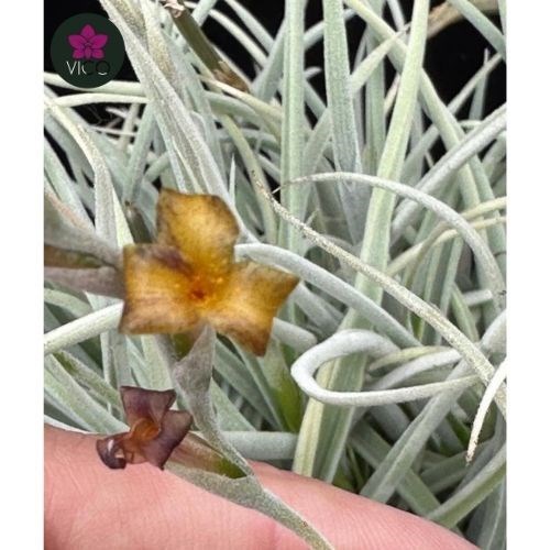 Tillandsia chapeuensis - Orquiloja