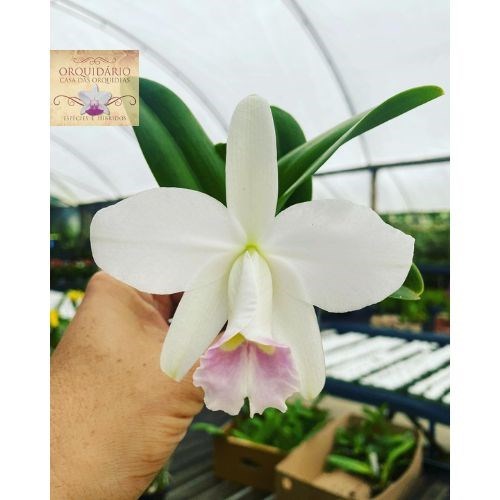 Orquídea Hadrolaelia pumila amoena
