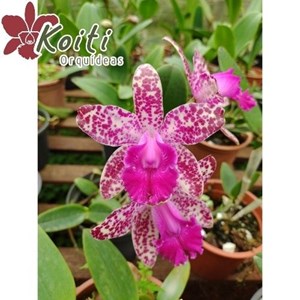 Orquídea C. Akimi Haneda x C. amethystoglossa - Adulta
