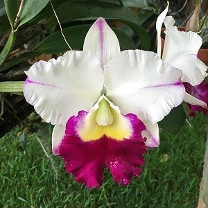 Orquídea Cattleya Blc Ana Balmores