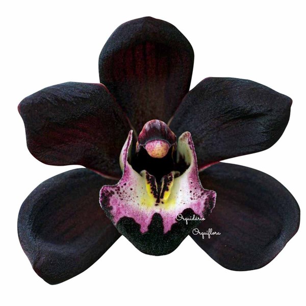 Orquídea Cymbidium Negra Kiwi Midnight Planta Adulta - Orquiloja
