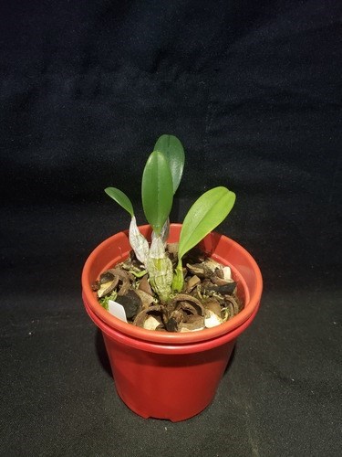 Kit Com 3 (três) Mudas Orquideas Adultas Dendrobium Especiess