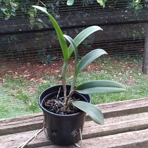 (Cattleya guatemalensis x Lc. Trick ou Treat) x Cattleya loddigesii pelorica