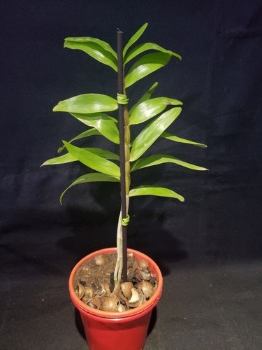 Kit Com 3 (três) Mudas Orquideas Adultas Dendrobium Especiess