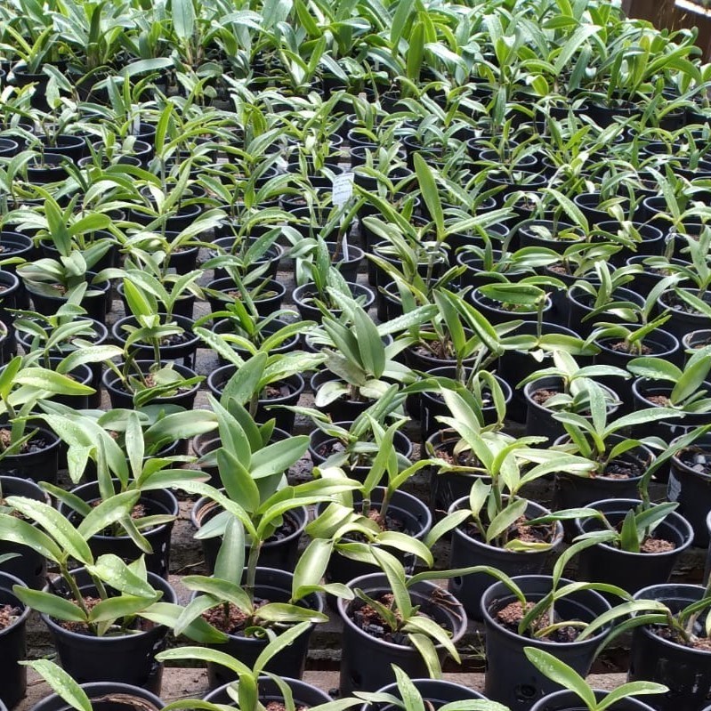 Cattleya intermedia (alba x fantasia)